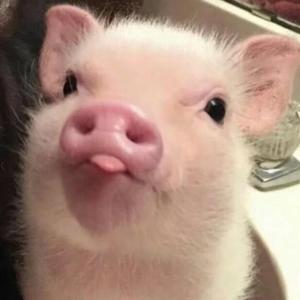 小丰丰F头像