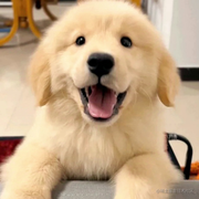 saodige的个人资料头像