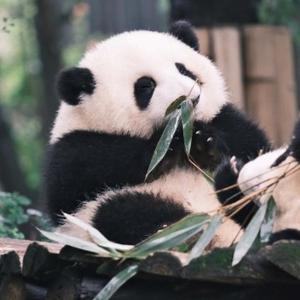 卿卿化学头像