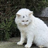 国道半挂李师傅头像