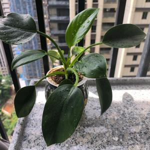 老鹰头像
