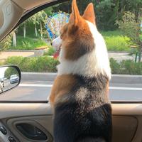 温柔蜻蜓O6头像