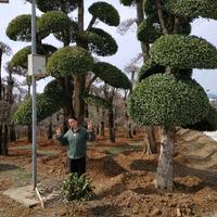 小孟侃侃車头像