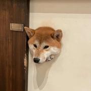 阿七366的个人资料头像