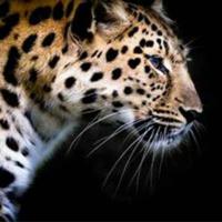 哥德密斯787头像