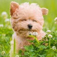 花心小方丈头像