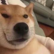 爱吃鱼的卡比兽zz的个人资料头像