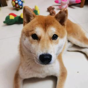 十一旺仔头像