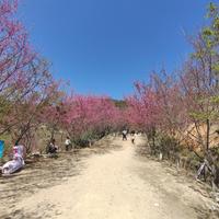 只会天矿的五五开头像