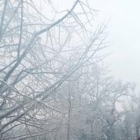 远见卓识小猫1gS头像