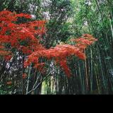 莫等闲f头像