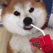 老实本分879的个人资料头像