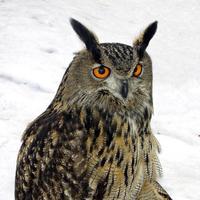 鑫自在如风头像