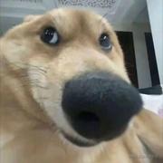 不懂前后端的个人资料头像