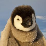 玩味的个人资料头像