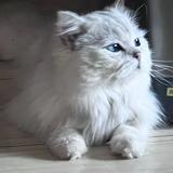 树上的猫813头像