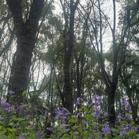 雾岛丨Windscape头像