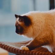 大宝996的个人资料头像