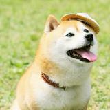 徐哥入侵头像