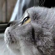 Thinkshuo的个人资料头像