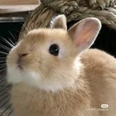 四川养兔专业户头像