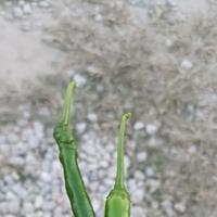 牛肉加啤酒头像