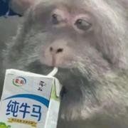 白熊与海豹的个人资料头像