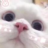 绿藻头头像