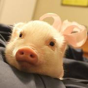 美少女社畜的个人资料头像