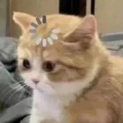 被贪婪和恐惧来回拉扯的庸者的个人资料头像