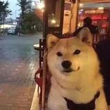阿良哥xxl头像