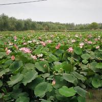 用户3363056532862头像