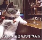 4123432的个人资料头像