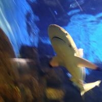 海洋中的小帆947头像