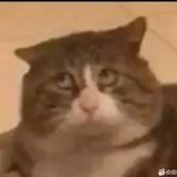 我是布里头像
