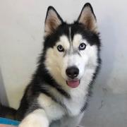 _Anonymous_的个人资料头像