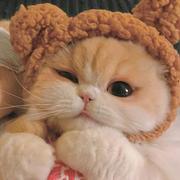 咬人猫的个人资料头像