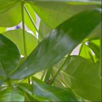 英朗小白717头像