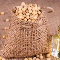 聪明的小猫pmc头像