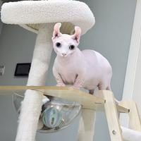 喜洋洋Phoenix头像