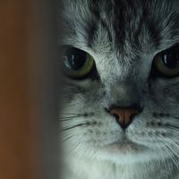 Aka卡卡罗特头像