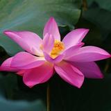 花生音乐会头像