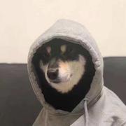 杨巅峰的个人资料头像