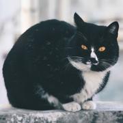 AITAR的个人资料头像