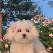 aFang的个人资料头像
