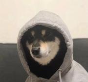 一叶方知秋易寒的个人资料头像