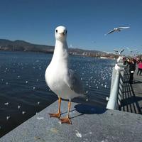 恭喜发财836394029581头像