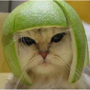 syncguol小窝的个人资料头像