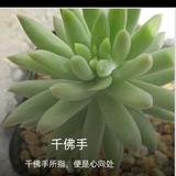 一脸懵逼的小师妹头像