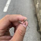 奇异果005头像